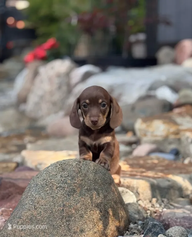 Lyric – Miniature Dachshund puppy for sale in Conneautville, PA