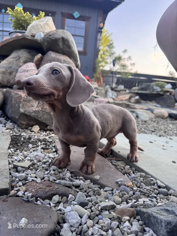Pluto – Dachshund, Miniature Dachshund puppy for sale in Conneautville, PA