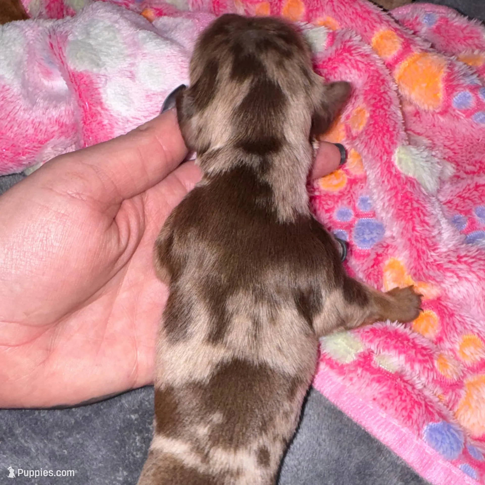 Olive – Dachshund, Miniature Dachshund puppy for sale in Conneautville, PA