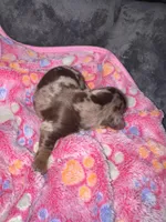 Olive, a female Dachshund and Miniature Dachshund for sale in Conneautville, PA – Photo 2 of 2