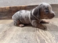Sydney, a female Miniature Dachshund for sale in Conneautville, PA – 3 of 3