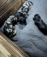 Wynn, a female Cavapoo and Dachshund for sale in Conneautville, PA – 2 of 4