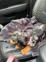 Abbie, a female Cavapoo and Dachshund for sale in Conneautville, PA – 3 of 4