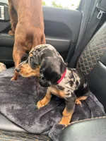 Abbie, a female Cavapoo and Dachshund for sale in Conneautville, PA – 4 of 4