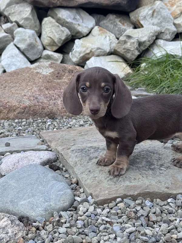 Lyric – Miniature Dachshund puppy for sale in Conneautville, PA