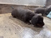 Amie, a female Miniature Dachshund for sale in Conneautville, PA – 2 of 3