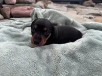 Reign, a female Miniature Dachshund for sale in Conneautville, PA – 2 of 3