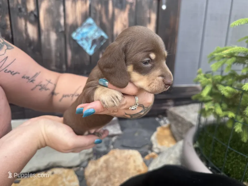Niko – Miniature Dachshund puppy for sale in Conneautville, PA