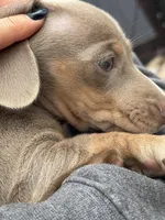 Breezy, a female Dachshund and Miniature Dachshund for sale in Conneautville, PA – Photo 4 of 4