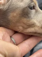 Breezy, a female Dachshund and Miniature Dachshund for sale in Conneautville, PA – Photo 3 of 4