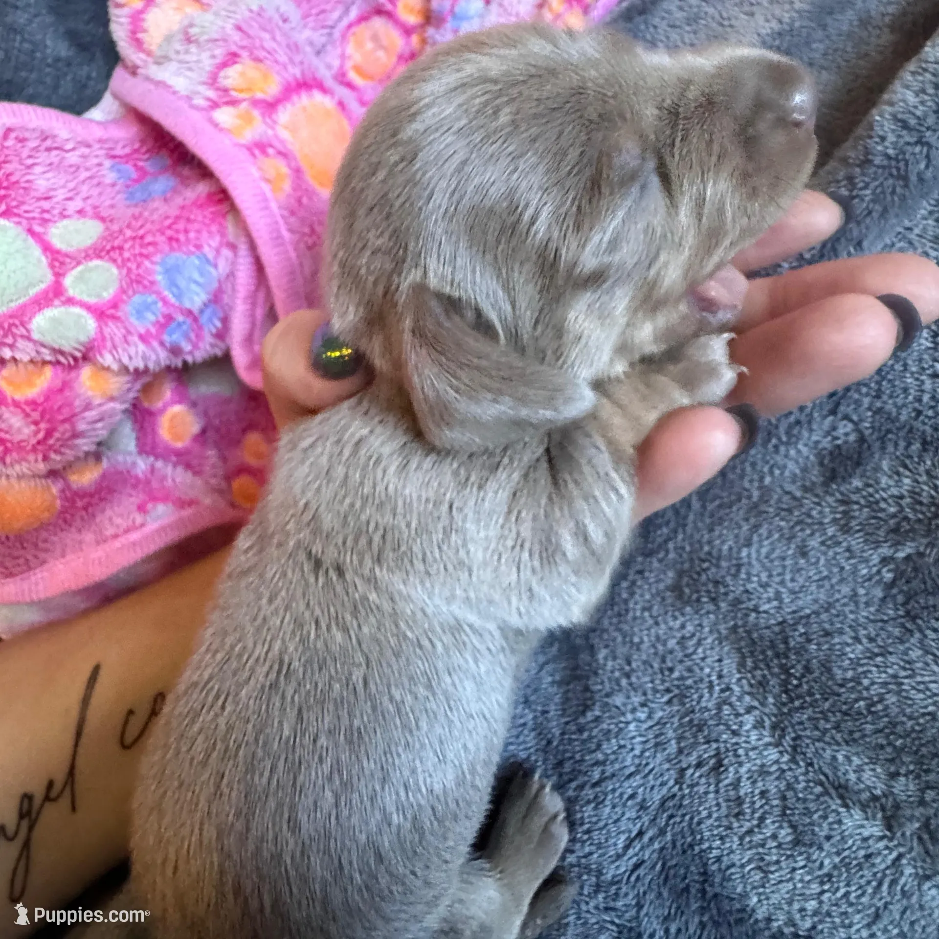 Breezy – Dachshund, Miniature Dachshund puppy for sale in Conneautville, PA