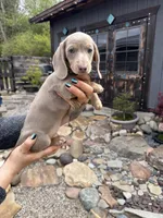 Breezy, a female Dachshund and Miniature Dachshund for sale in Conneautville, PA – Photo 1 of 4