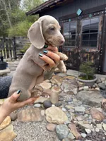 Breezy, a female Dachshund and Miniature Dachshund for sale in Conneautville, PA – Photo 2 of 4