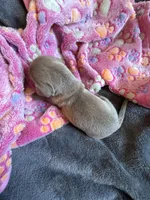 Breezy, a female Dachshund and Miniature Dachshund for sale in Conneautville, PA – Photo 2 of 2