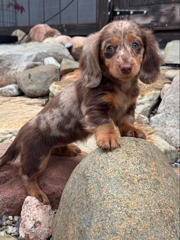Bebe – Dachshund, Miniature Dachshund puppy for sale in Conneautville, PA