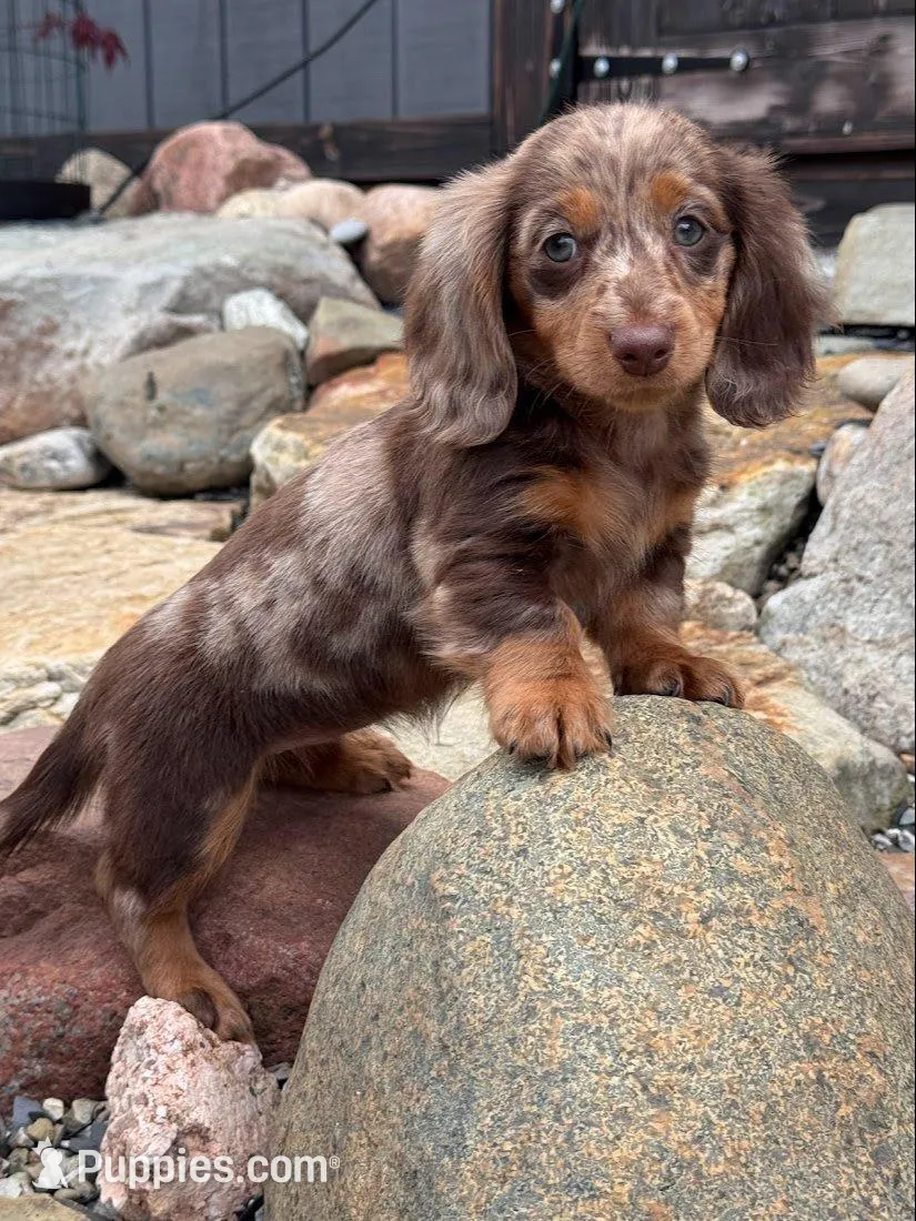 Bebe, a female Dachshund and Miniature Dachshund for sale in Conneautville, PA – Photo 1 of 3