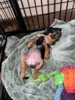 Wynn, a female Cavapoo and Dachshund for sale in Conneautville, PA – 7 of 7