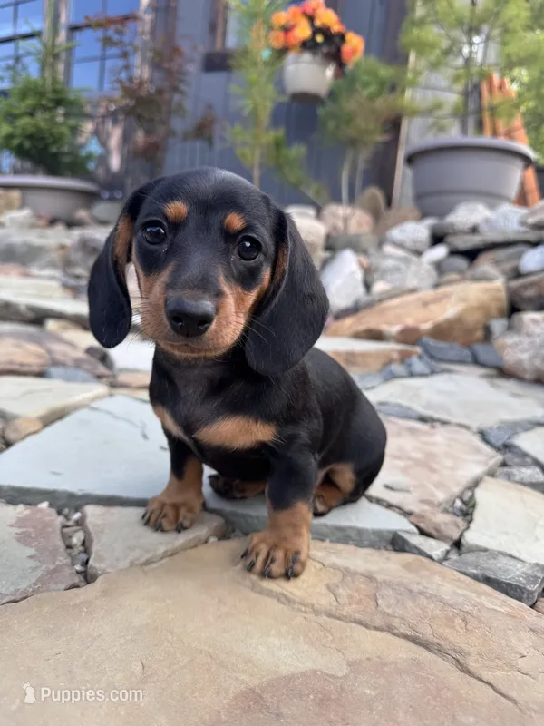 Reign – Miniature Dachshund puppy for sale in Conneautville, PA