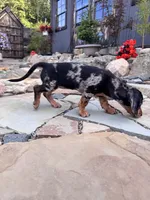 Wynn, a female Cavapoo and Dachshund for sale in Conneautville, PA – 5 of 7