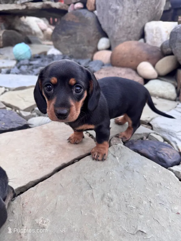 Reign – Miniature Dachshund puppy for sale in Conneautville, PA