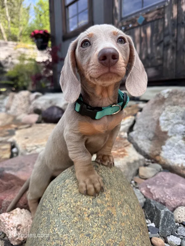 Saturn – Dachshund, Miniature Dachshund puppy for sale in Conneautville, PA