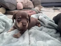 Niko, a male Miniature Dachshund for sale in Conneautville, PA – 4 of 4