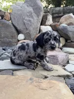 Rumi, a male Cavapoo and Dachshund for sale in Conneautville, PA – 1 of 7