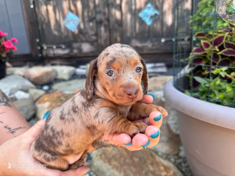 Sydney – Miniature Dachshund puppy for sale in Conneautville, PA