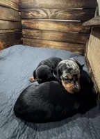 Wynn, a female Cavapoo and Dachshund for sale in Conneautville, PA – 3 of 4