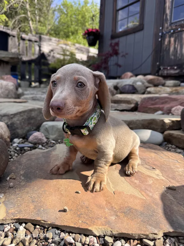Neptune – Dachshund, Miniature Dachshund puppy for sale in Conneautville, PA