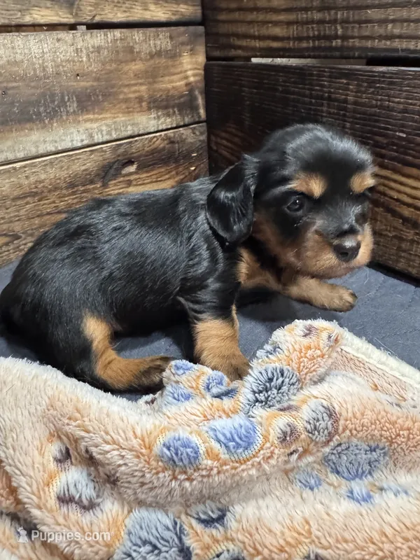 Rory – Cavapoo, Dachshund puppy for sale in Conneautville, PA