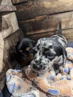 Rumi, a male Cavapoo and Dachshund for sale in Conneautville, PA – 6 of 7