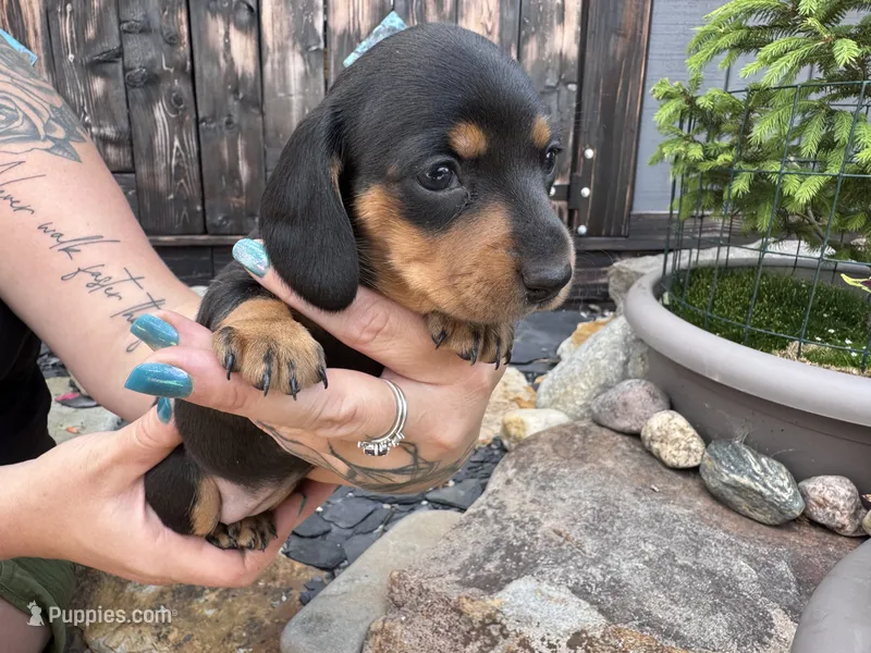 Reign – Miniature Dachshund puppy for sale in Conneautville, PA