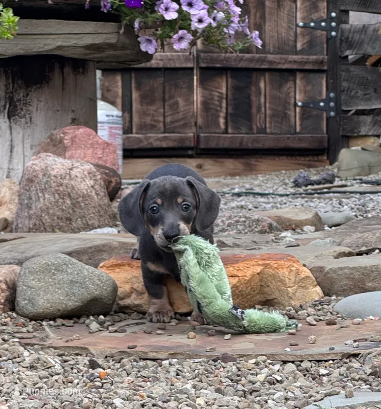 Jett (Blue&Cream) – Miniature Dachshund puppy for sale in Conneautville, PA