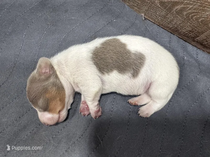 Ziggy – Dachshund, Miniature Dachshund puppy for sale in Conneautville, PA