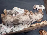 Ziggy, a male Dachshund and Miniature Dachshund for sale in Conneautville, PA – Photo 3 of 3