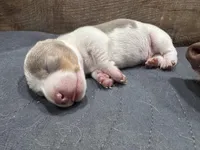 Ziggy, a male Dachshund and Miniature Dachshund for sale in Conneautville, PA – Photo 2 of 3
