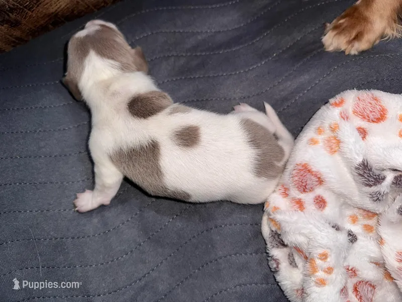 Ziggy – Dachshund, Miniature Dachshund puppy for sale in Conneautville, PA