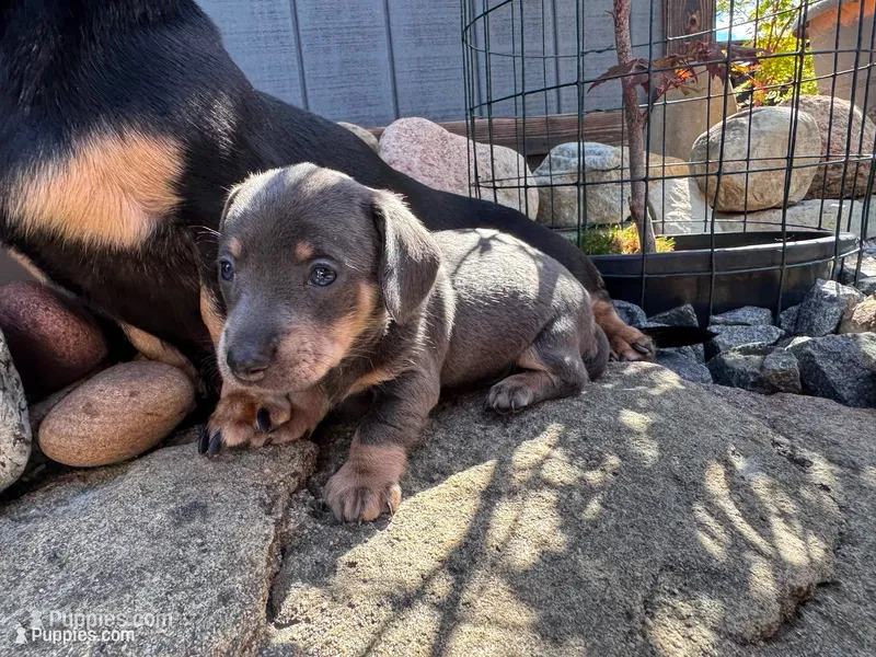 Jett (Blue&Cream) – Miniature Dachshund puppy for sale in Conneautville, PA