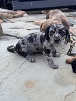 Rumi, a male Cavapoo and Dachshund for sale in Conneautville, PA – 3 of 7