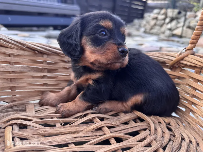 Rory – Cavapoo, Dachshund puppy for sale in Conneautville, PA