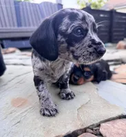 Rumi, a male Cavapoo and Dachshund for sale in Conneautville, PA – 2 of 7