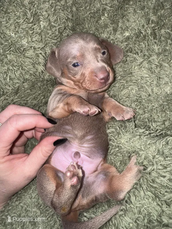 Saturn – Dachshund, Miniature Dachshund puppy for sale in Conneautville, PA