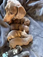 Saturn, a male Dachshund and Miniature Dachshund for sale in Conneautville, PA – Photo 3 of 4