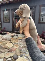 Saturn, a male Dachshund and Miniature Dachshund for sale in Conneautville, PA – Photo 2 of 3