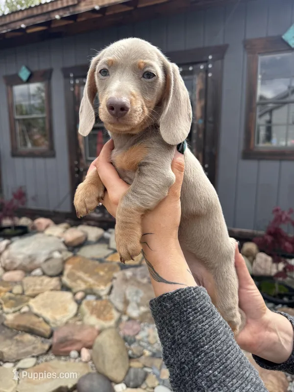 Saturn – Dachshund, Miniature Dachshund puppy for sale in Conneautville, PA