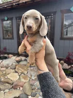 Saturn, a male Dachshund and Miniature Dachshund for sale in Conneautville, PA – Photo 3 of 3