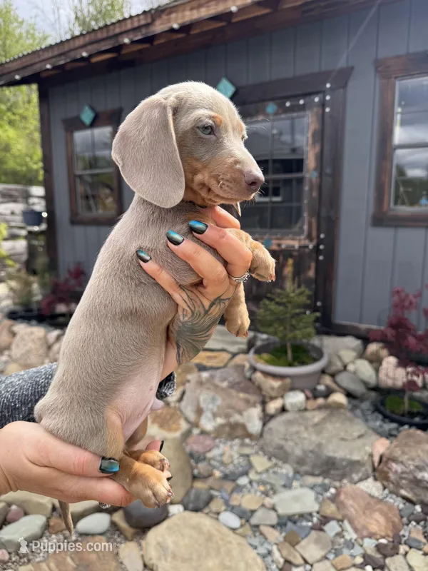Saturn – Dachshund, Miniature Dachshund puppy for sale in Conneautville, PA