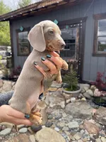 Saturn, a male Dachshund and Miniature Dachshund for sale in Conneautville, PA – Photo 1 of 3