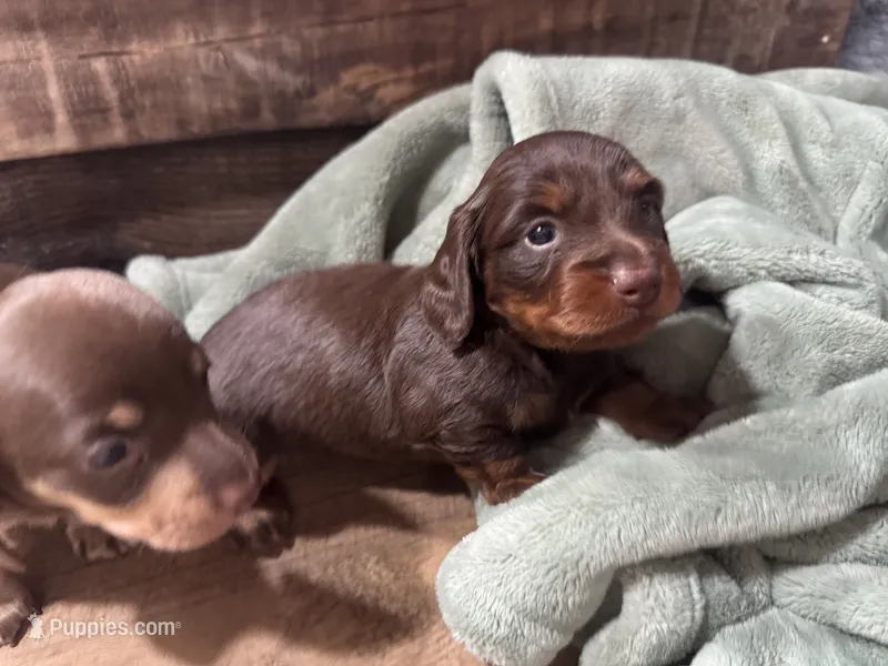 Amie – Miniature Dachshund puppy for sale in Conneautville, PA